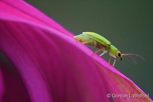 Bug On A Coneflower_51658.jpg - Photographed near Carleton Place, Ontario, Canada.